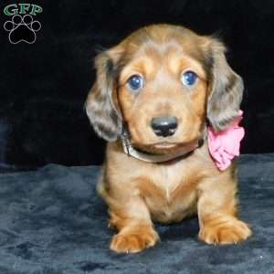 Jewel- mini, Dachshund Puppy